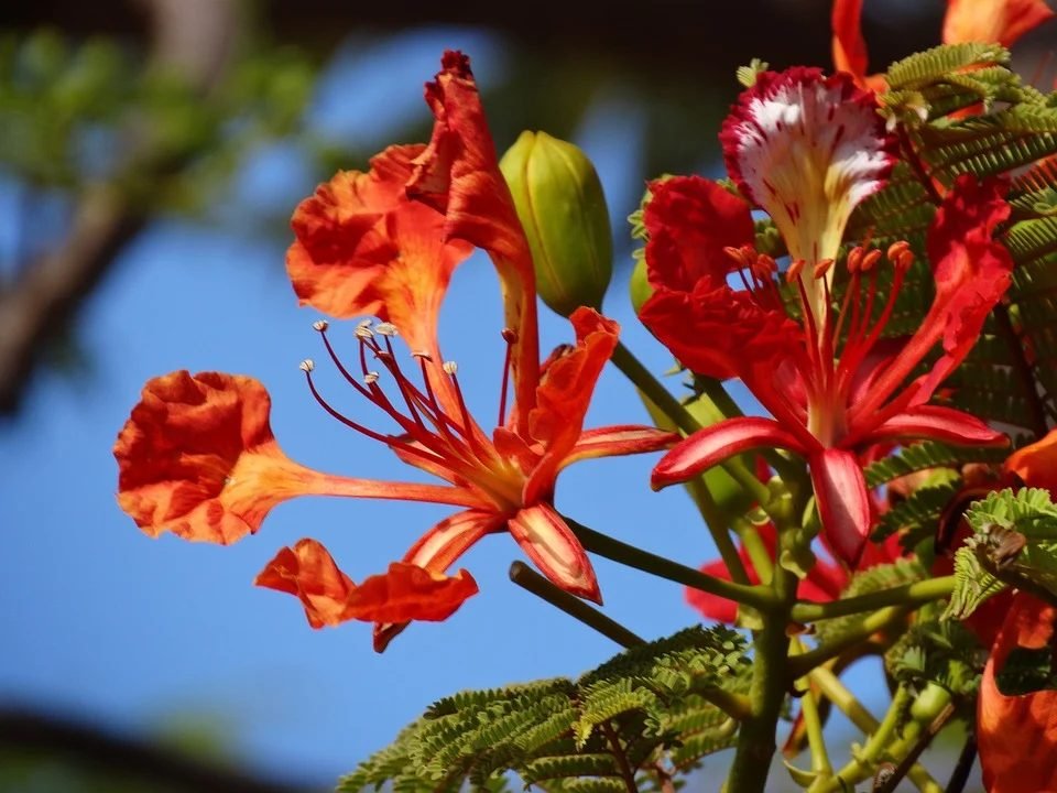 Flor de flamboyant vermelha em detalhe