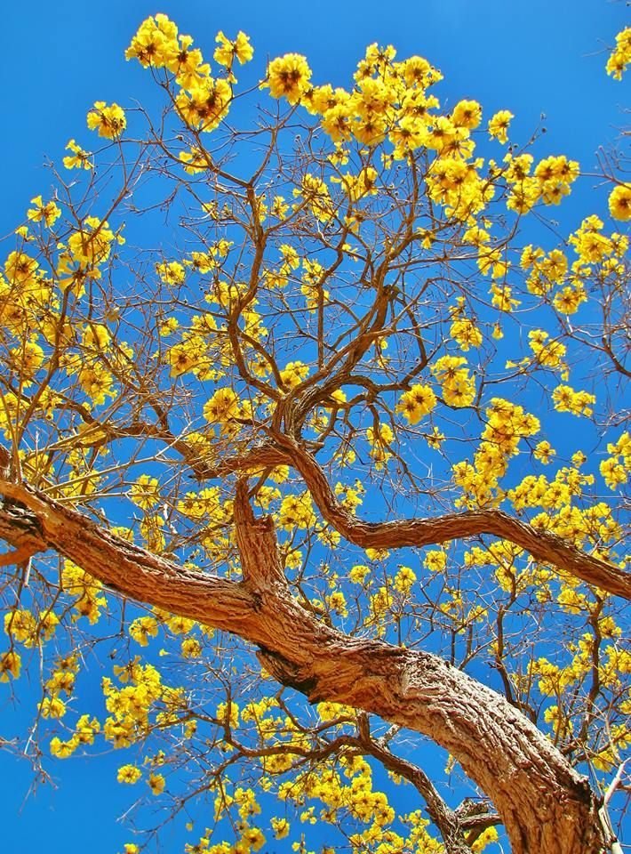 Ipê amarelo florido contra o céu do Cerrado