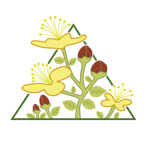 Arte de bordado do Pequi